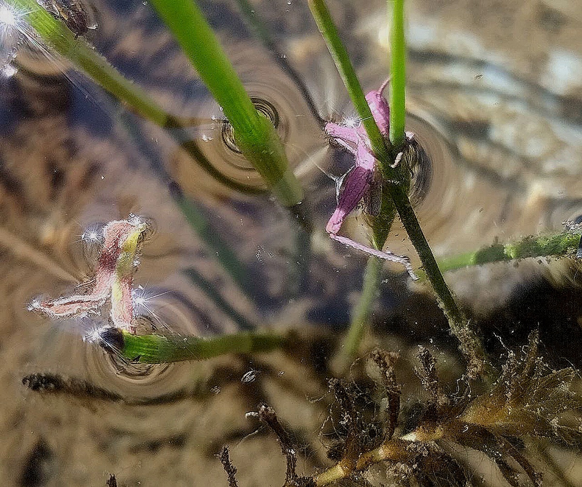 он очень смущается....