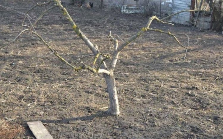    Что такое кольцевание плодовых деревьев и можно ли сделать это самому?