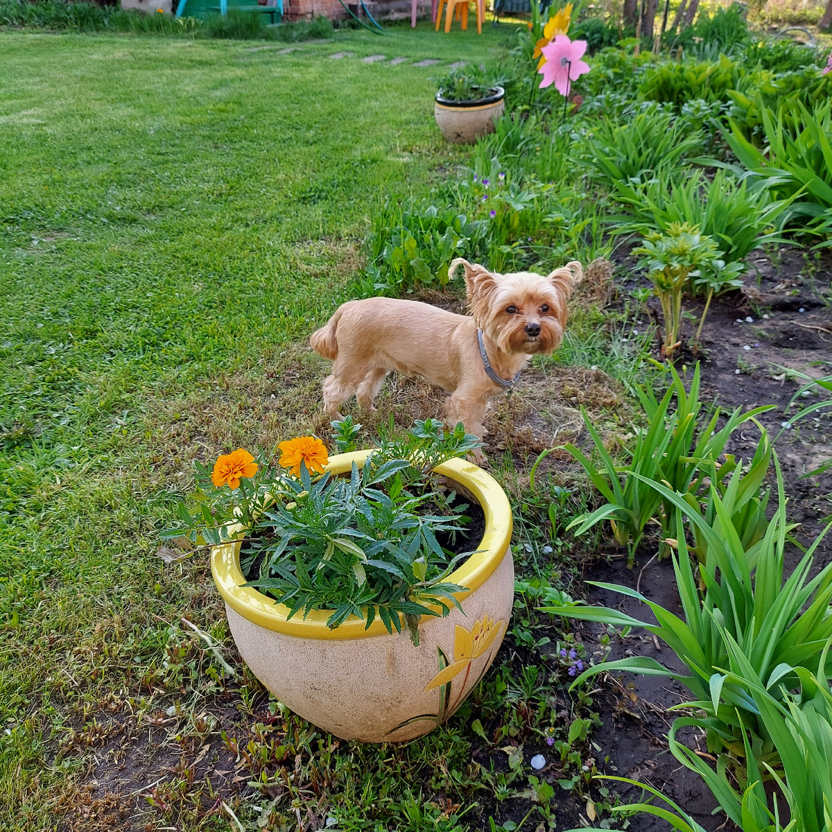 Лизетта Голди. Русская салонная собака.