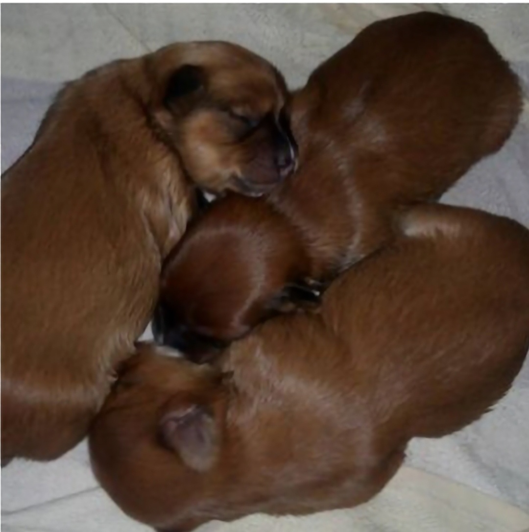 Щенки в 2016 году: Лилу, Мартин, Лизетта.