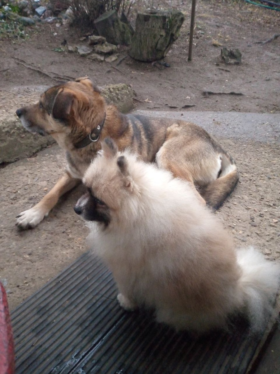 Территория охраняется злыми собаками