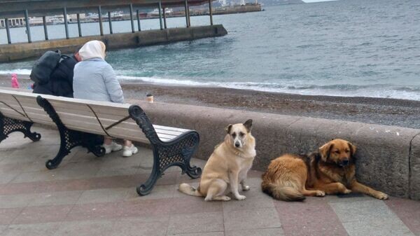    © РИА Новости Крым . Ольга Леонова