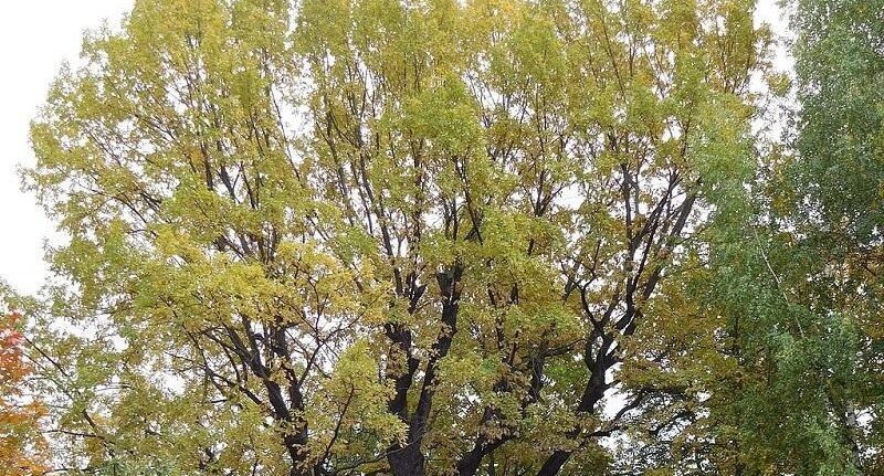    Минэкологии МО