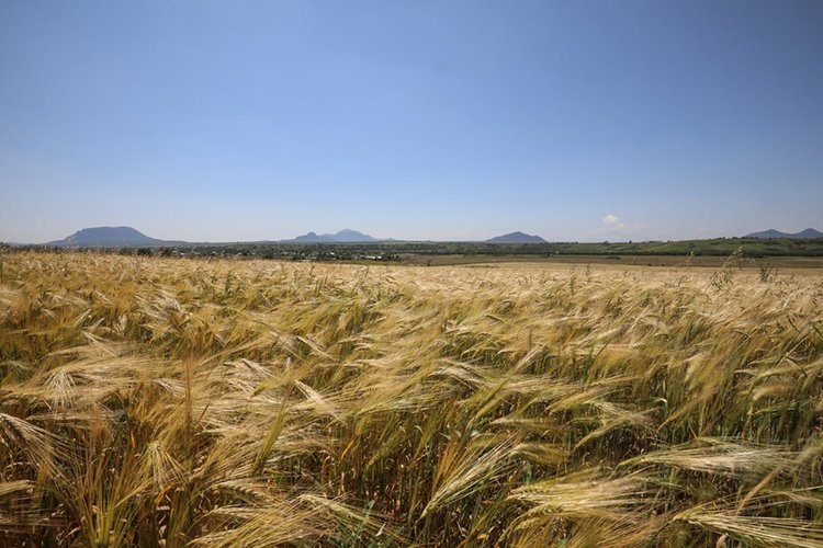    Как могла бы выглядеть реформа агрострахования, рассказала эксперт СКФУ