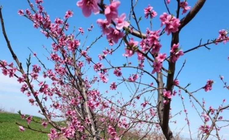    Симптомы курчавости листьев персика обнаружили в садах Крымского района Краснодарского края