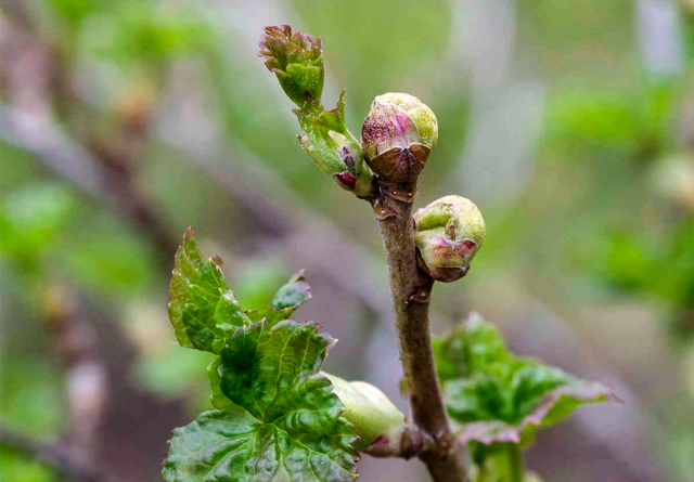 Вырежьте и сожгите все побеги с вздутыми почками, в которых зимуют клещи.
