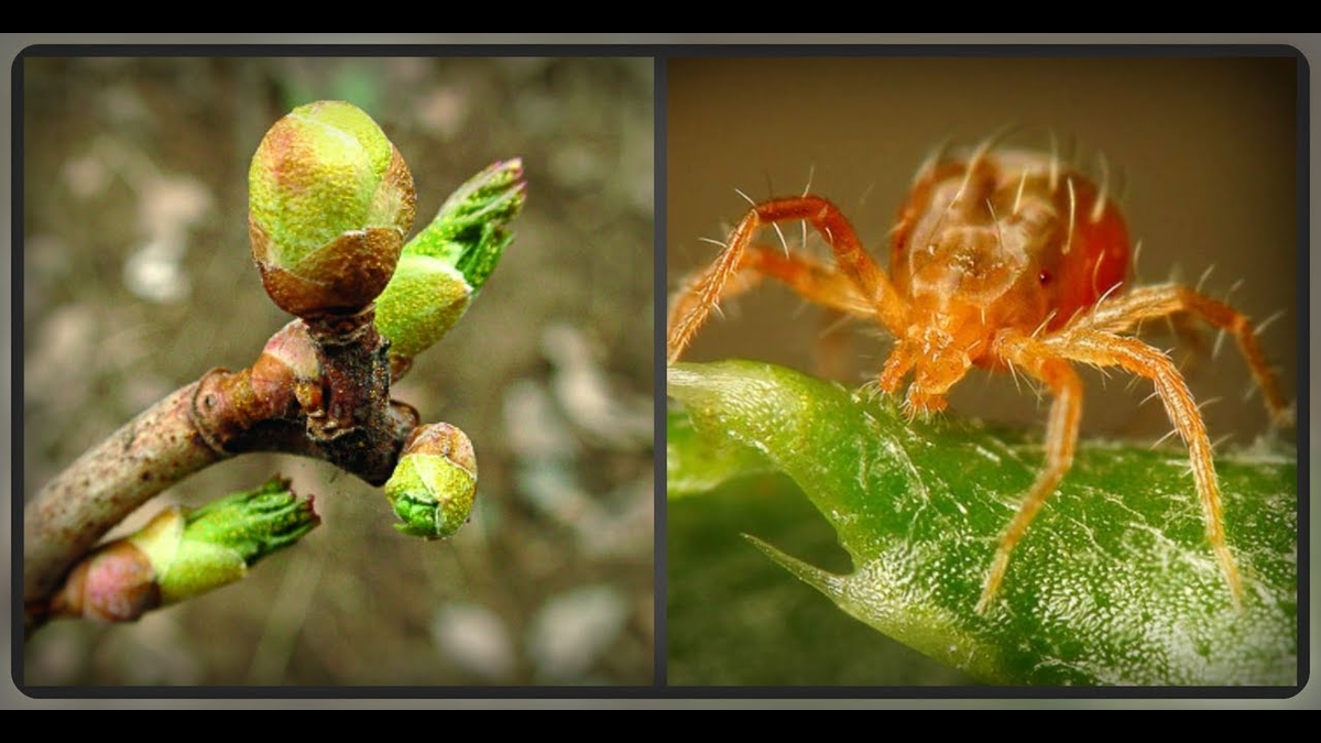 Почковый клещ на смородине – опасный вредитель, борьба с которым требует комплексного подхода.
