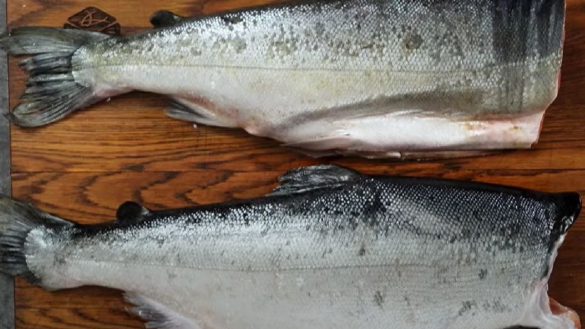 Канал Мореодор. Наверху дикий кижуч, внизу аквакультурный