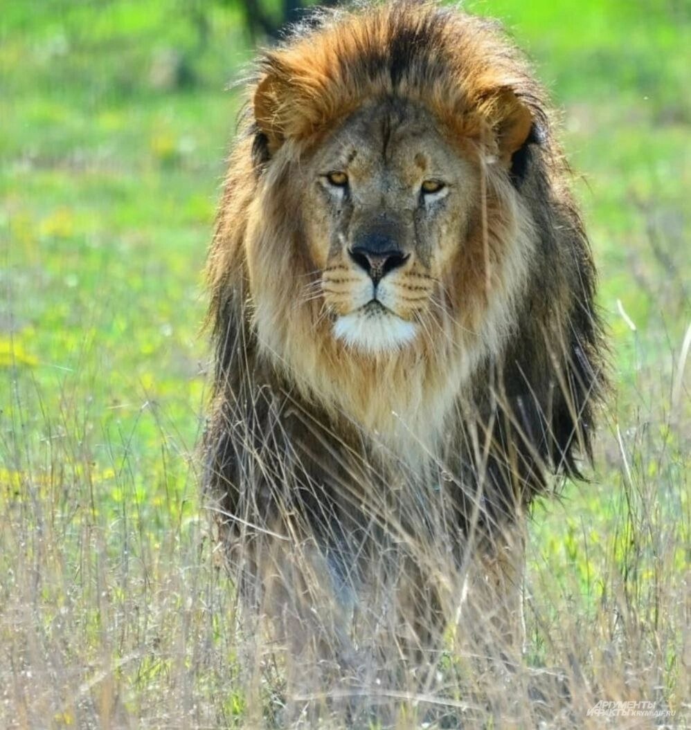    Патриарху Парка львов было более 15 лет. Фото: Из архива/ Парк львов