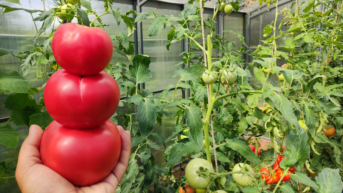 Это особенно важно для теплолюбивых культур, таких как томаты, огурцы, перцы и баклажаны