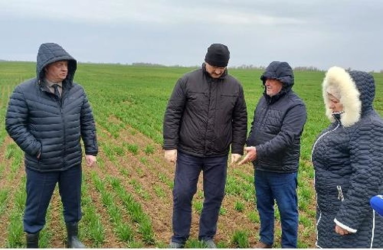    Более трети волгоградских озимых посевов получили минеральную подкормку