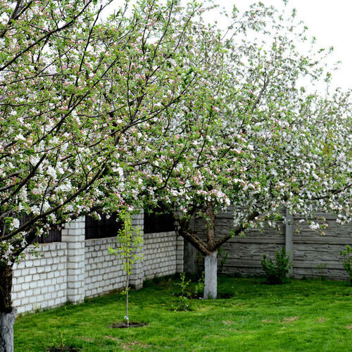 Важно: Перед применением любых препаратов внимательно изучайте инструкцию и соблюдайте меры безопасности
