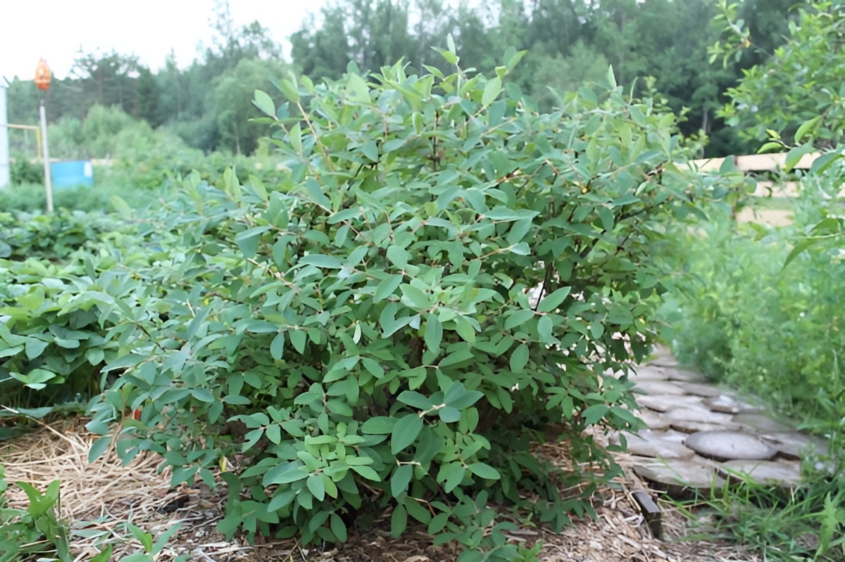 Не обрезайте верхушки побегов, так как на них формируются цветочные почки.