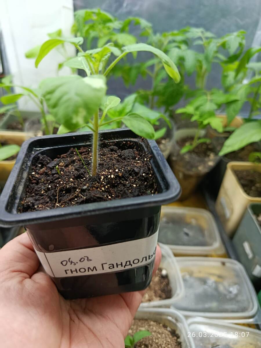 8 марта дата всходов. Возраст рассады на фото 18 дней.