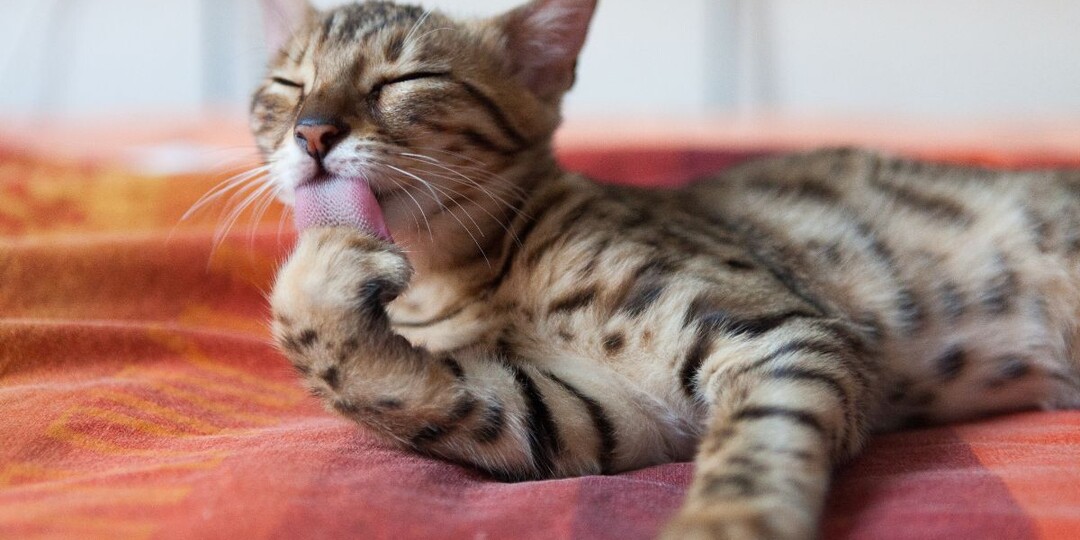 Сколько времени кошки ухаживают за собой и почему за этим важно следить