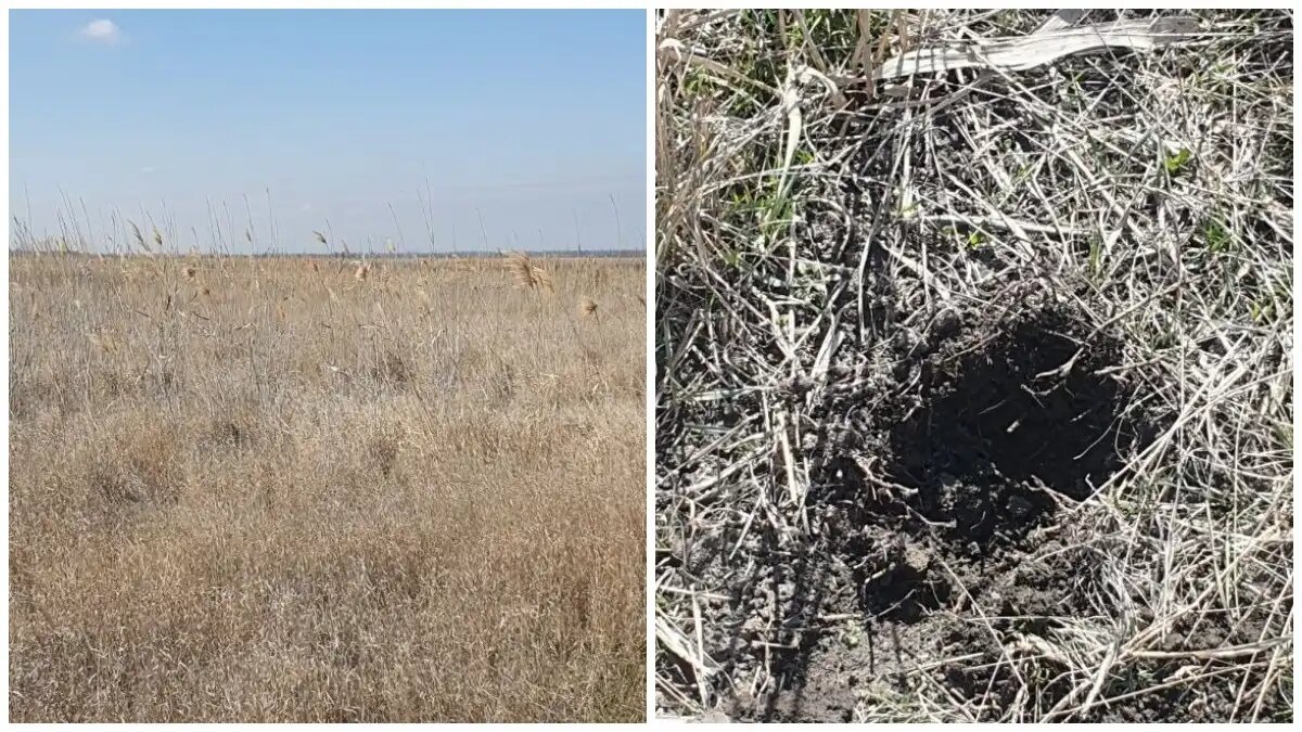 Фото:Россельхозцентр
Аграриям Запорожской области необходимо проводить мониторинг численности саранчовых