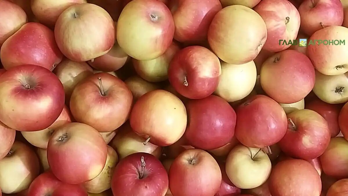 Фото:© Ольга Шульга / Glavagronom.ru
Китай нарастил экспорт яблок в Россию до шестилетних максимумов