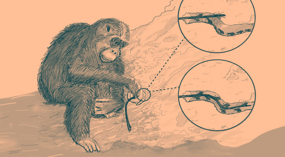   N + 1; Alejandra Pascual-Garrido et al. / iScience, 2025