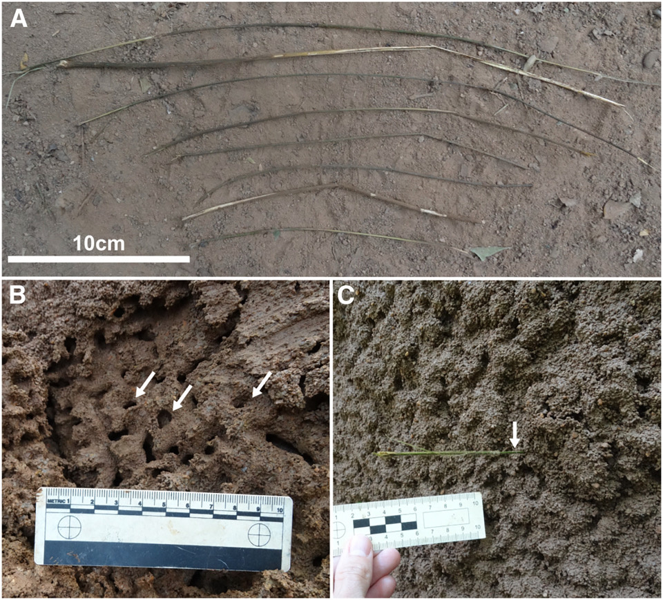   Alejandra Pascual-Garrido et al. / iScience, 2025