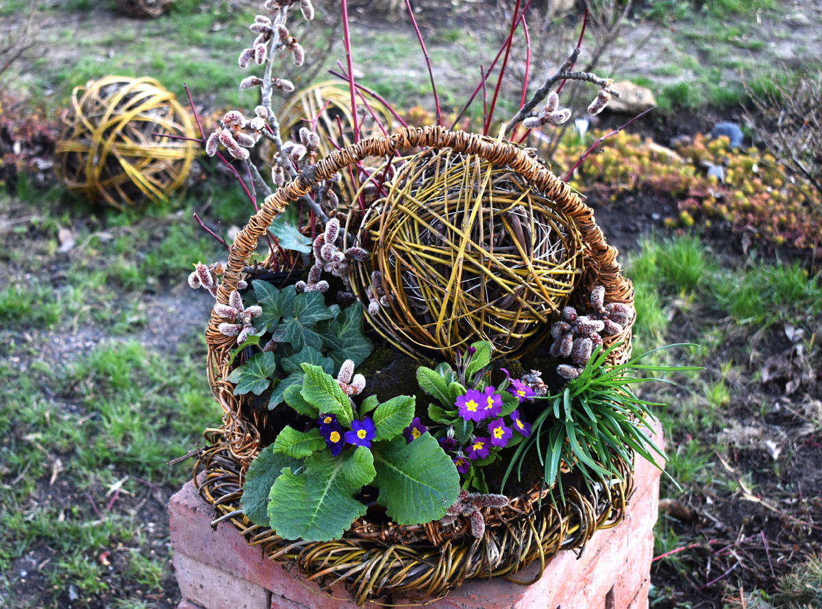 Композиция в плетеной корзине с примулами