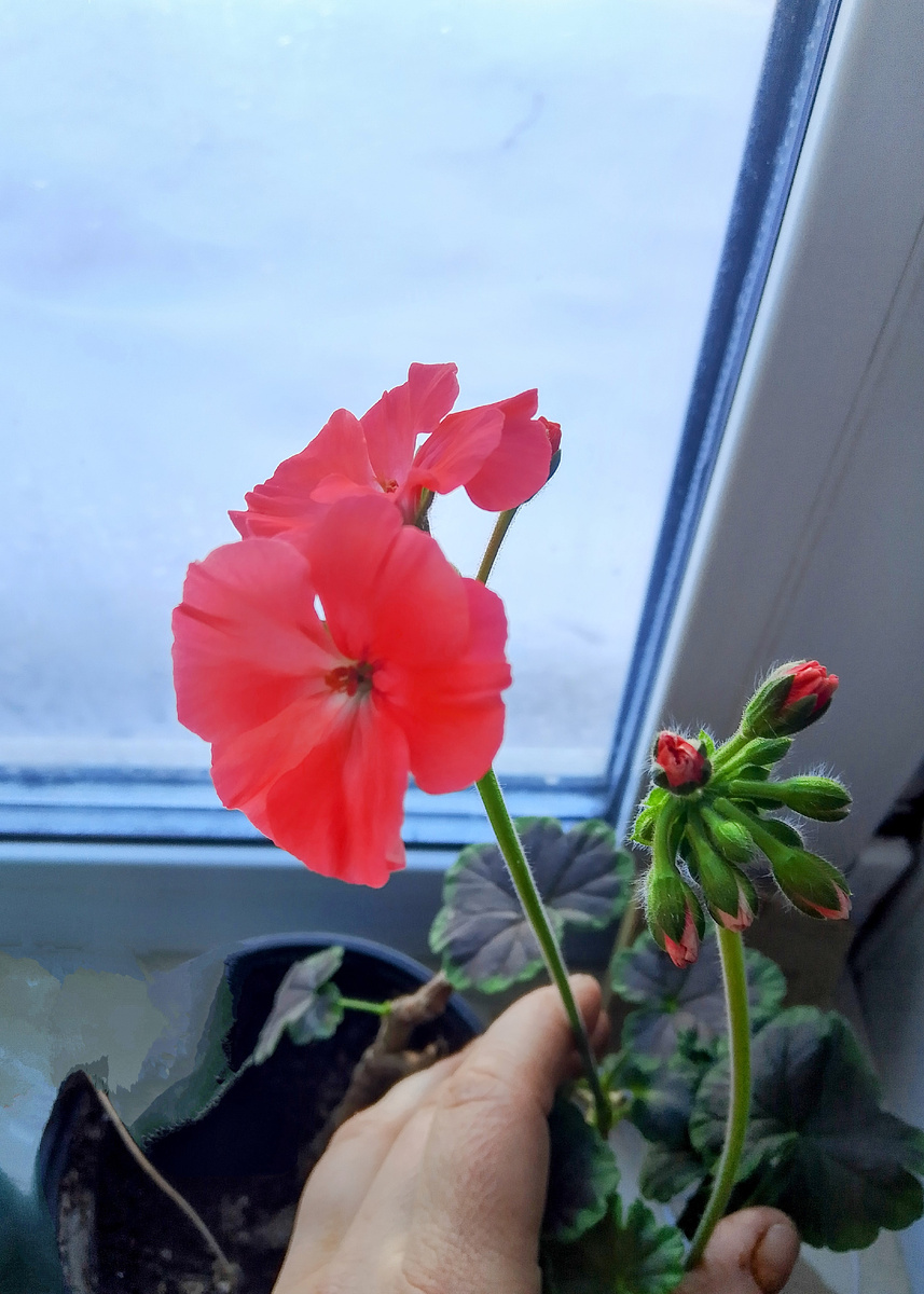 Цветы почувствовали весну 