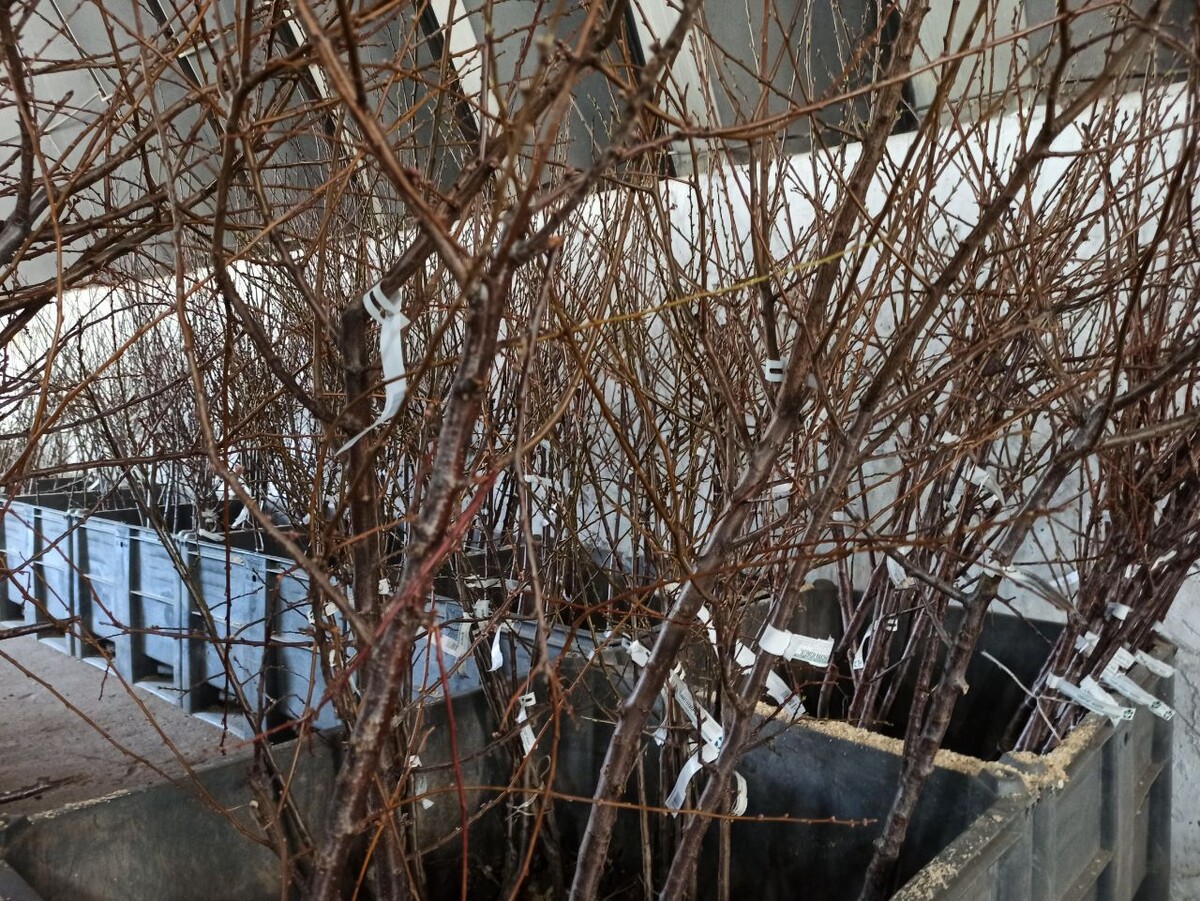 Отечественные саженцы груши производства ФГБНУ «Всероссийский селекционно-технологический институт садоводства и питомниководства». Фото: Алексей Володихин