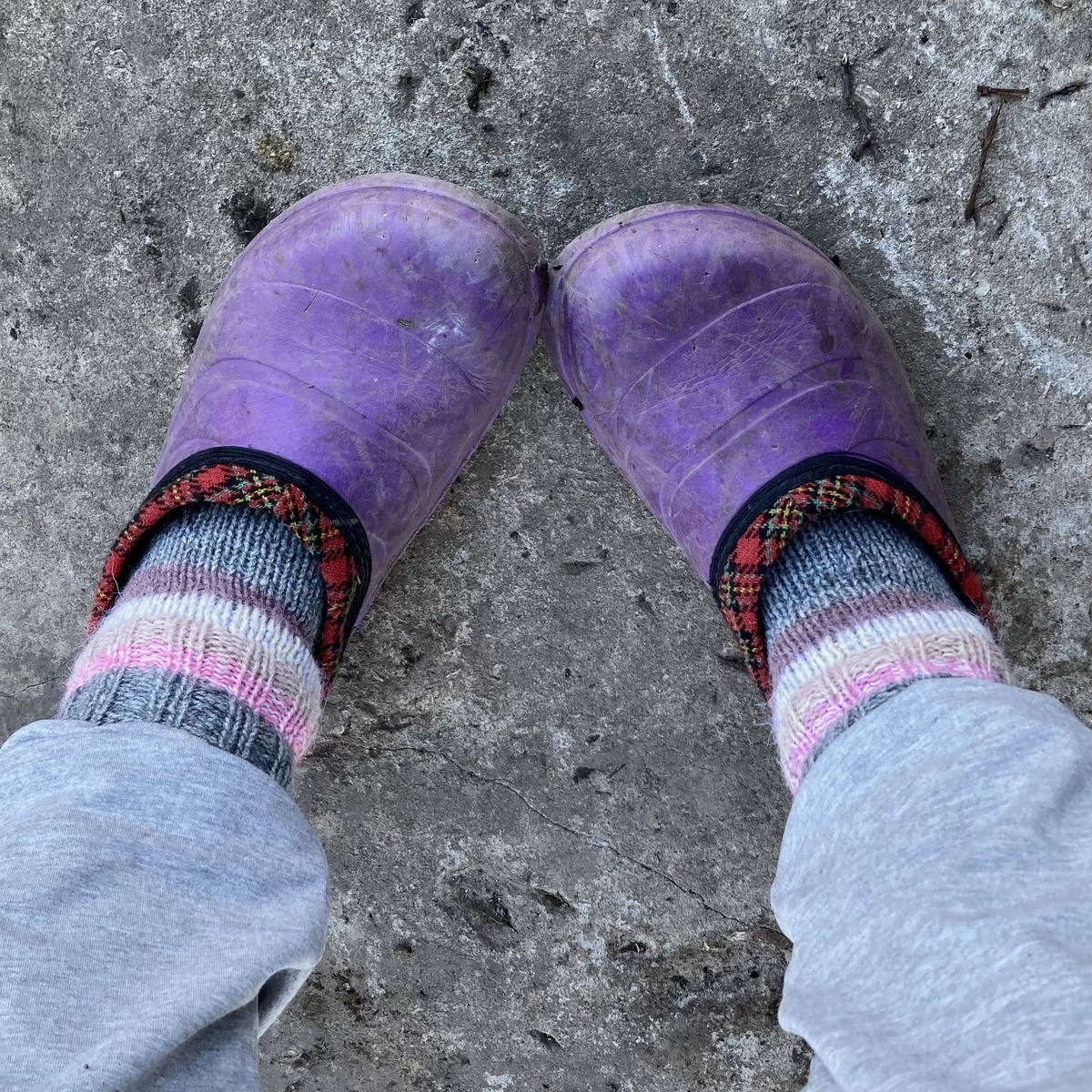 Дачный лук ☺️