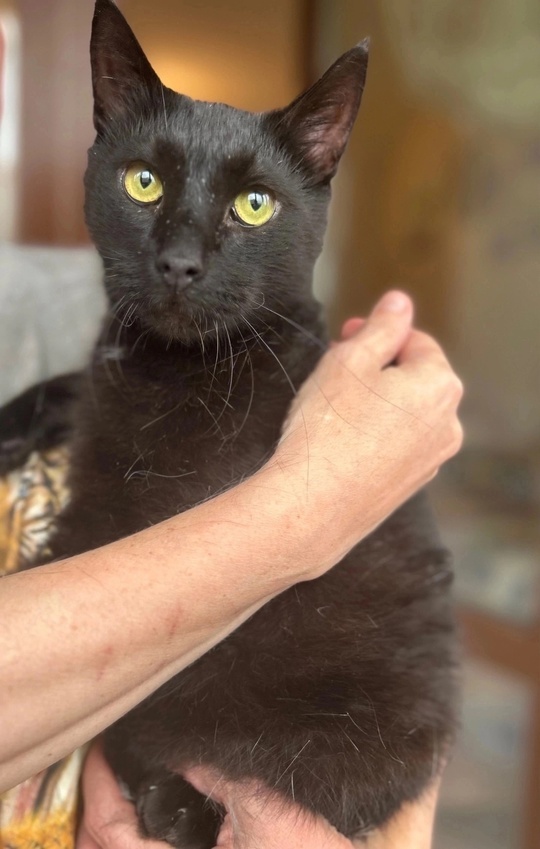 Вот таким грустным котиком был Луис на передержке