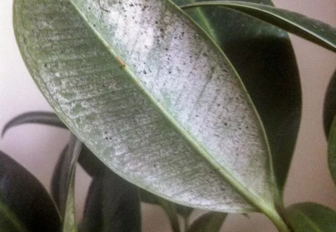 Фото из интернета. Трипс на эластике.