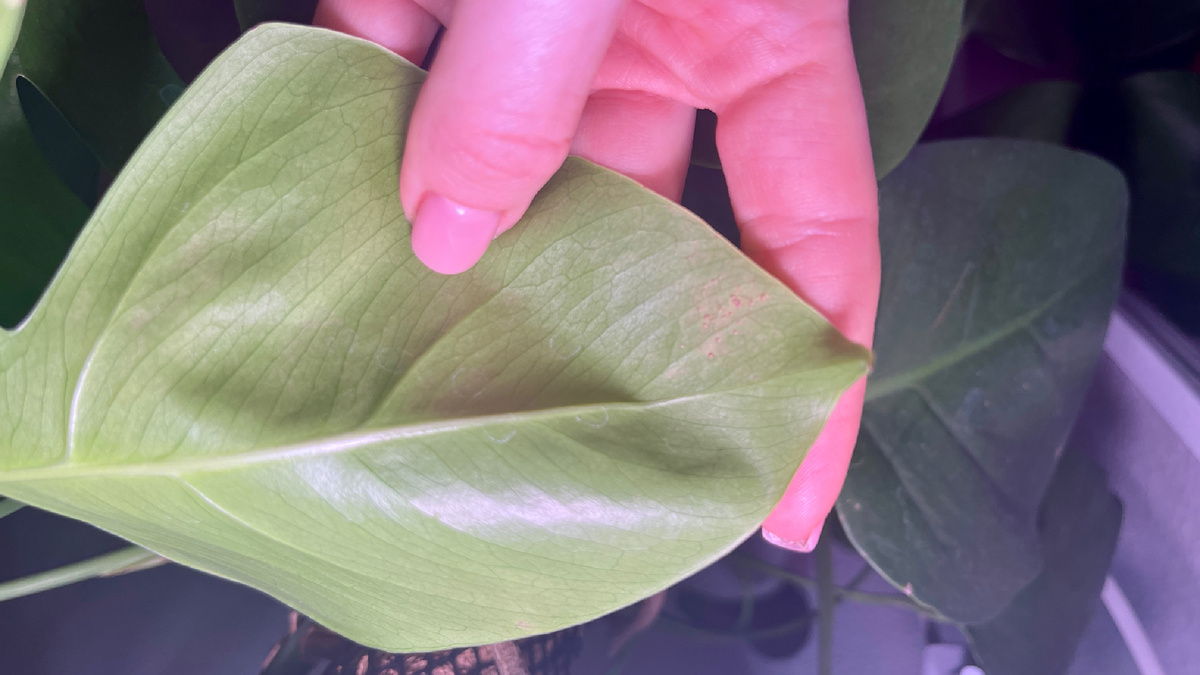 Это следы трипса на монстерах!