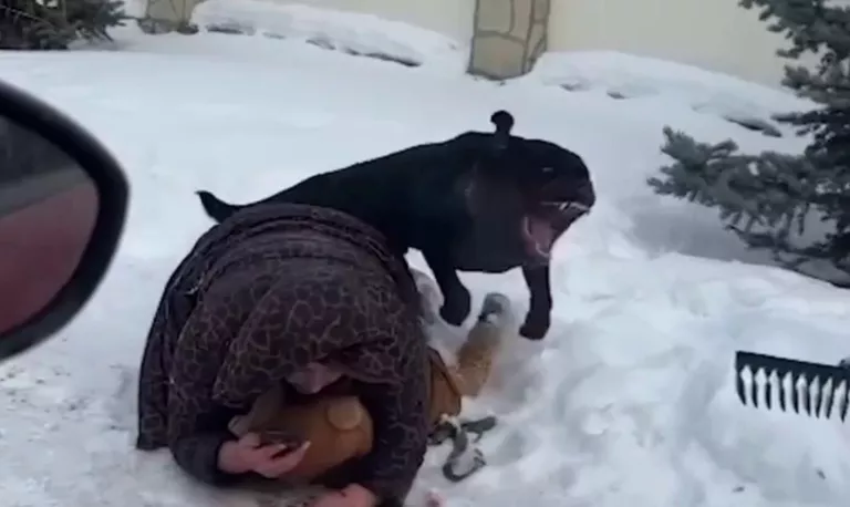 Кадр видео нападения ротвейлера на женщину с ребенком в Екатеринбурге/Соцсети