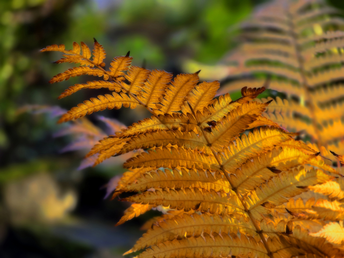 Ботанический сад, осень 2024 г.