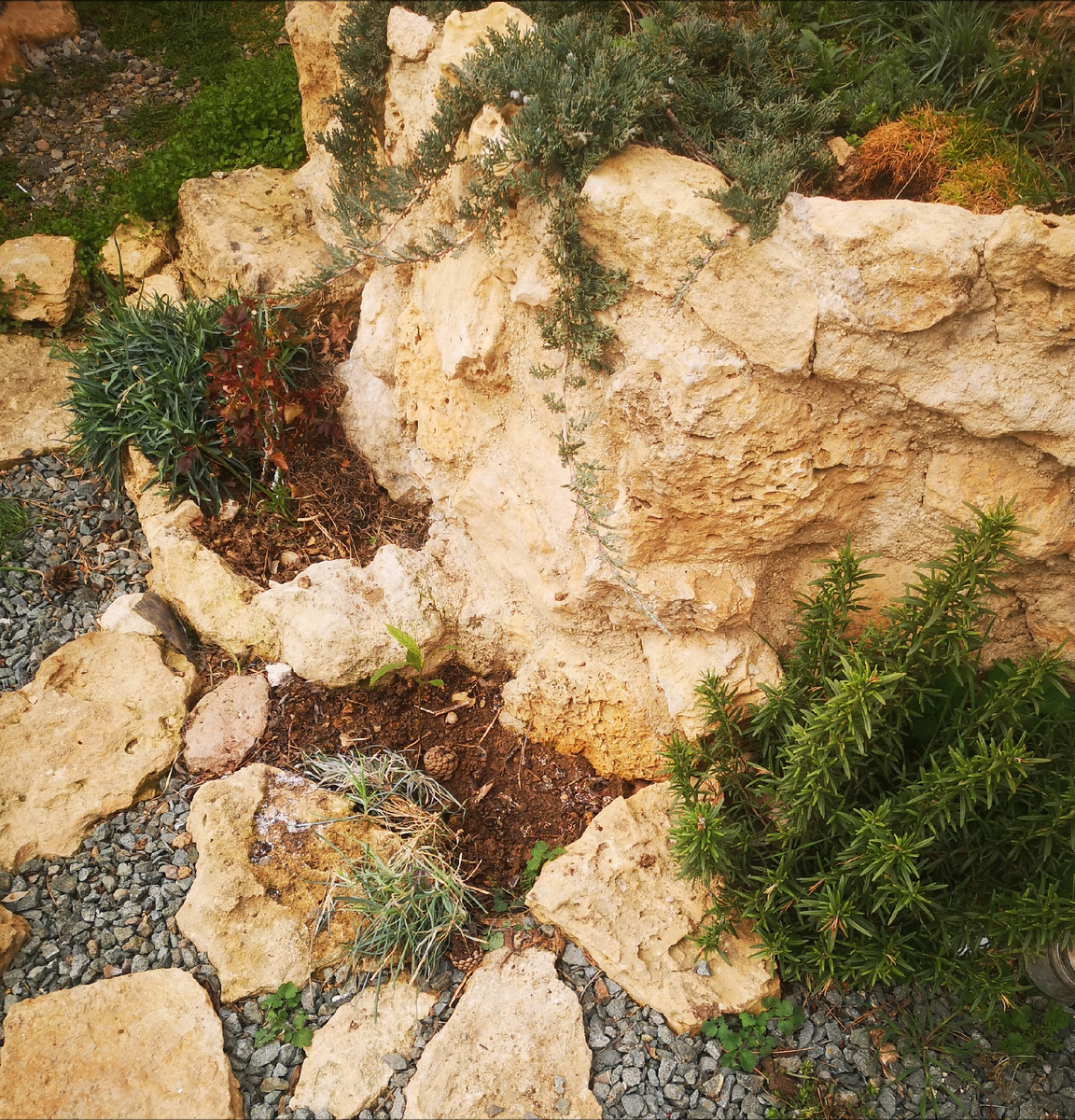 Сразу за розмарином на пятачке еле видно черенок мушмуллы. 