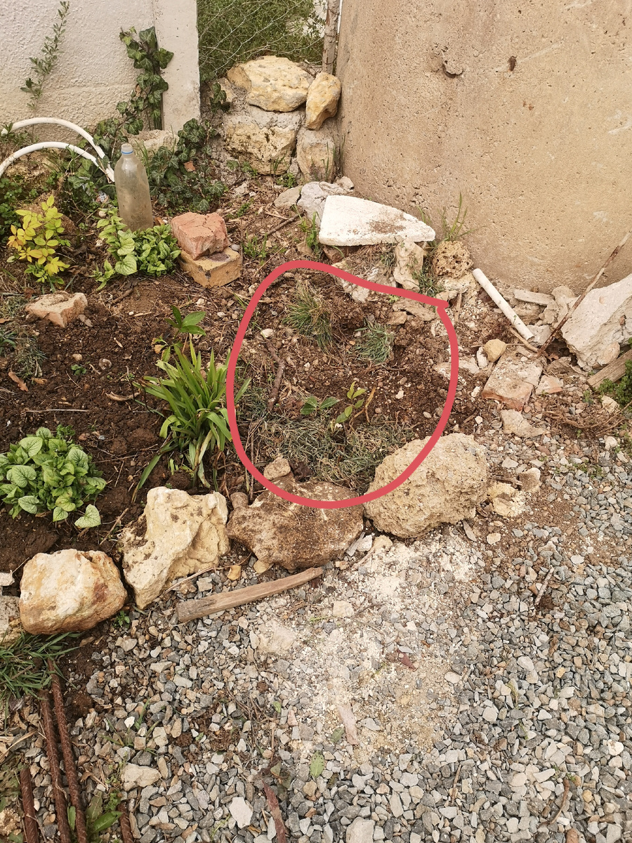 Гуаву посадила возле колодца