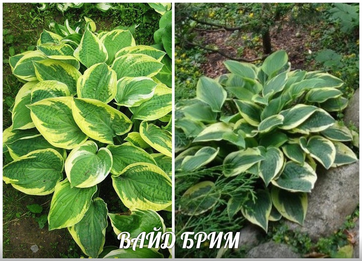 Хоста ВАЙД БРИМ   