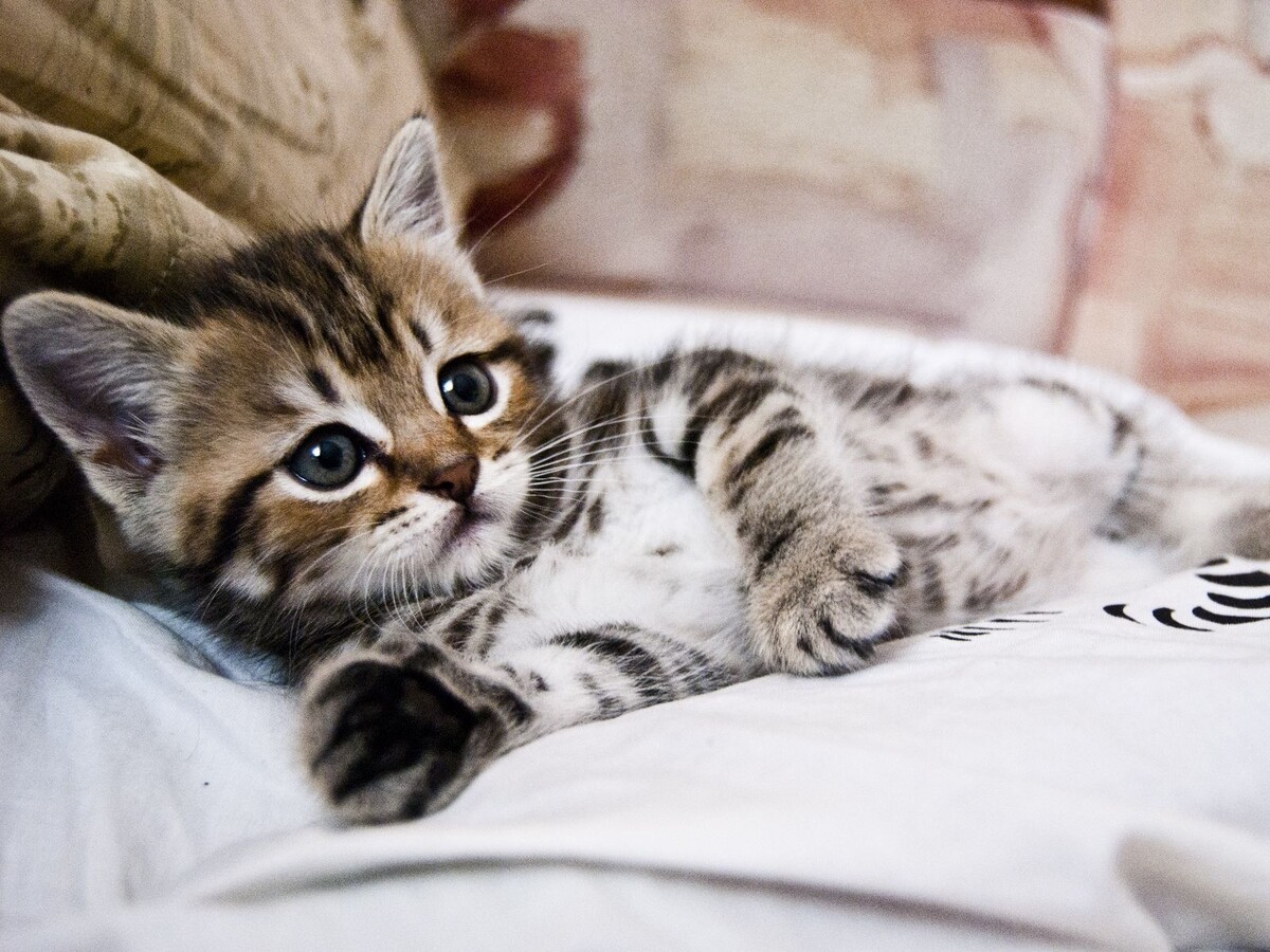 Фото из сети Интернет