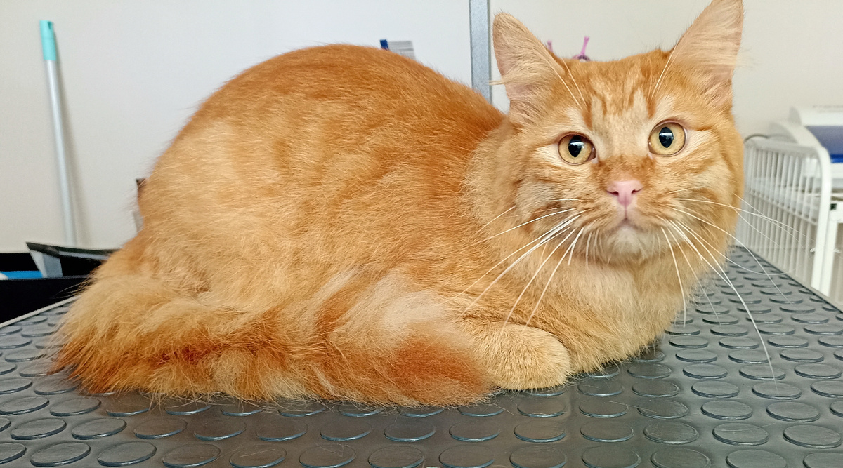 Если бы всё люди были как этот волшебный рыжий кот