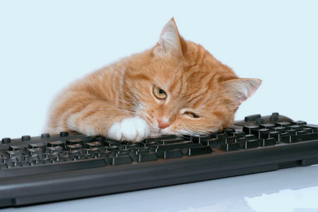 Кот на клавиатуре