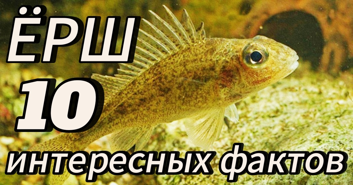 Ёрш обыкновенный и интересные факты. #10интересныхфактов, #ёршобыкновенный