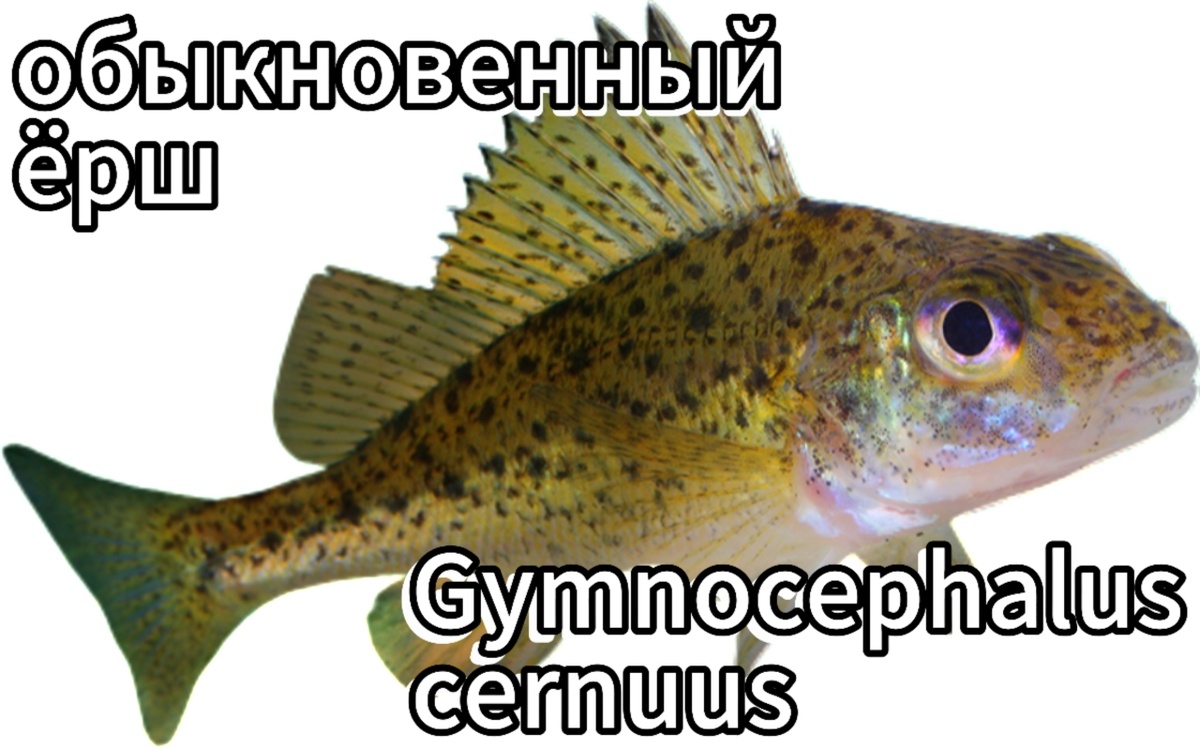 #рыбаёрш, #Gymnocephaluscernuus, #описаниеерша