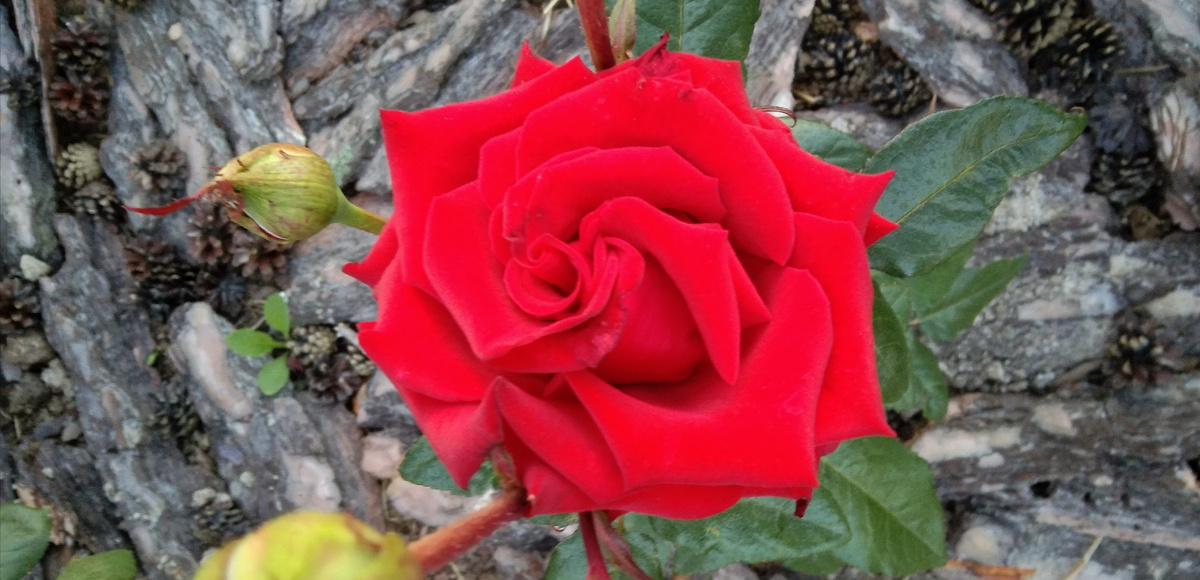 Фото автора. Безымянная роза.