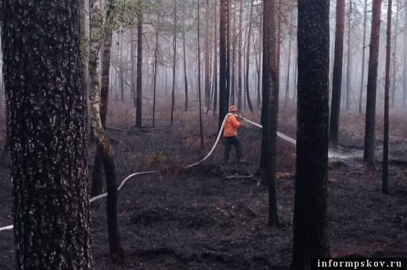 Фото противопожарного лесного центра Псковской области