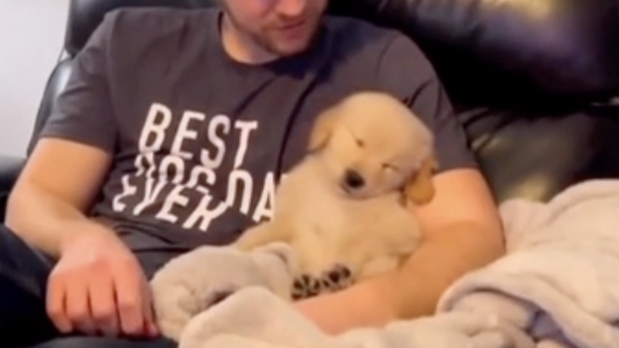 Щенок уснул на руках хозяина и умилил пользователей соцсетей