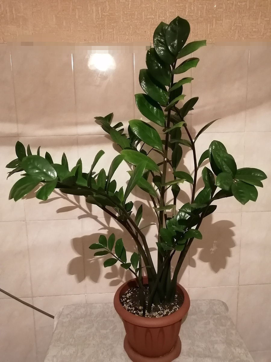 Мой замиакулькас. Не покупала, подарили маленький кустик. Я уже его рассадила, часть кустика детям отдала. Пусть тоже их радует! 