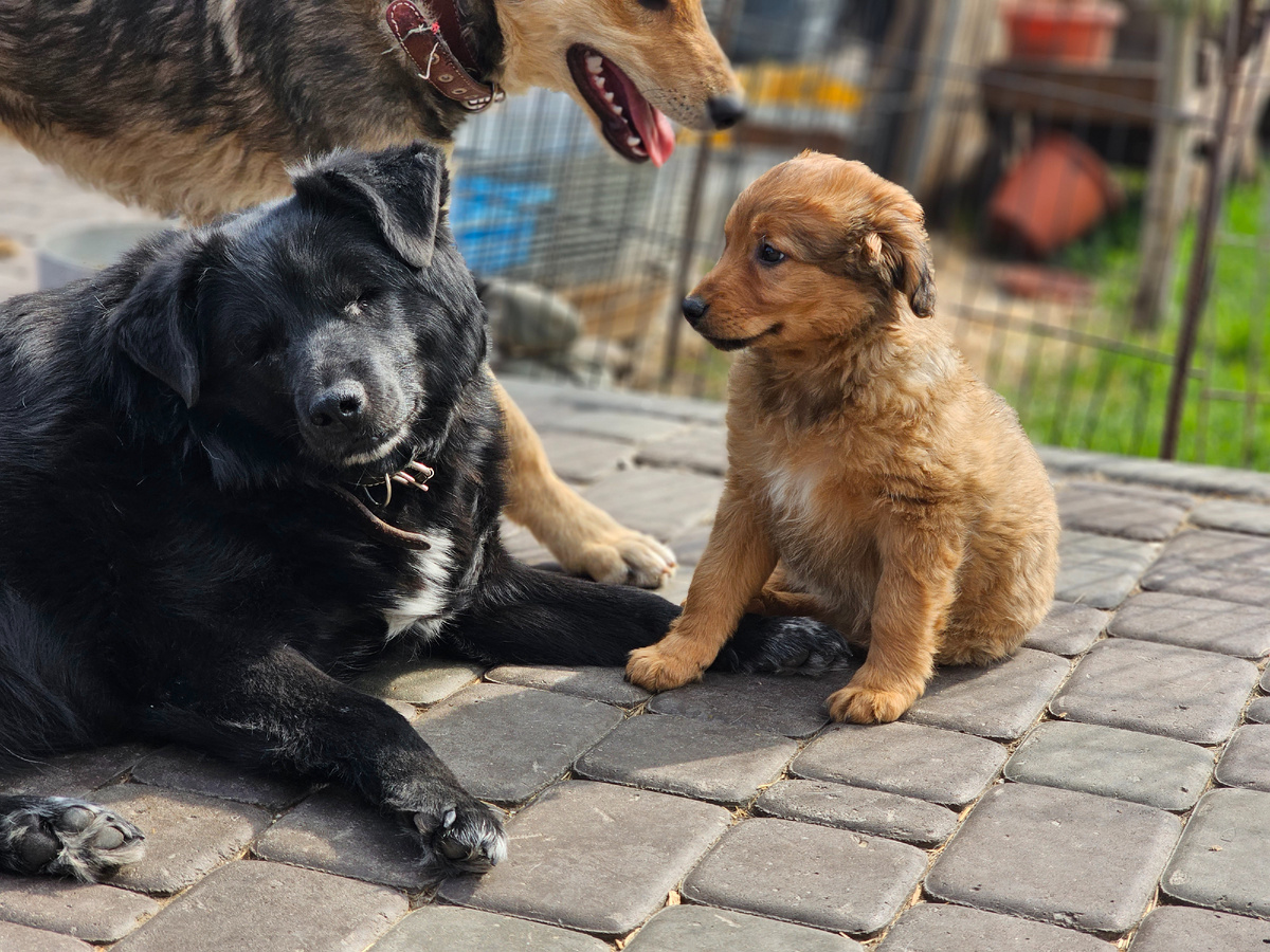 Фото Дари добро Нск. Нюрочка слепая собака. Её избили живодеры топором и битой выбили ей глаза. 