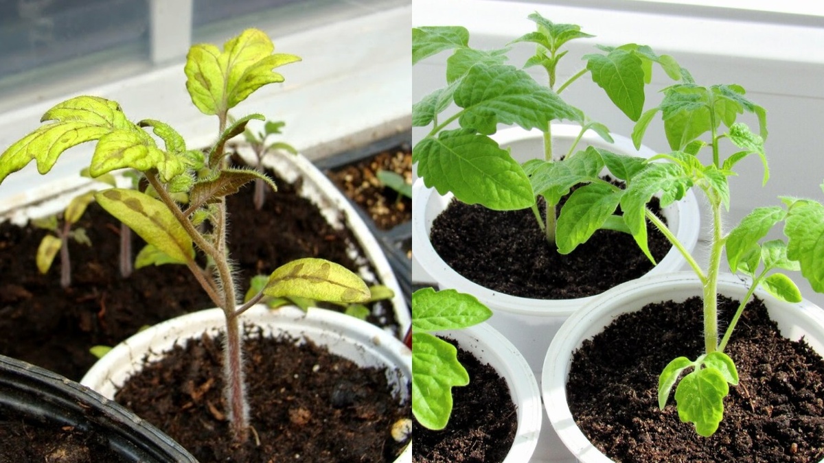 Результат применения проверенного метода через 10 дней: слева - рассада до обработки, справа - после. 