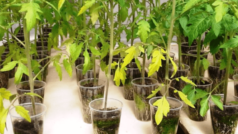 Типичное пожелтение нижних листьев из-за неправильного полива и кислой почвы