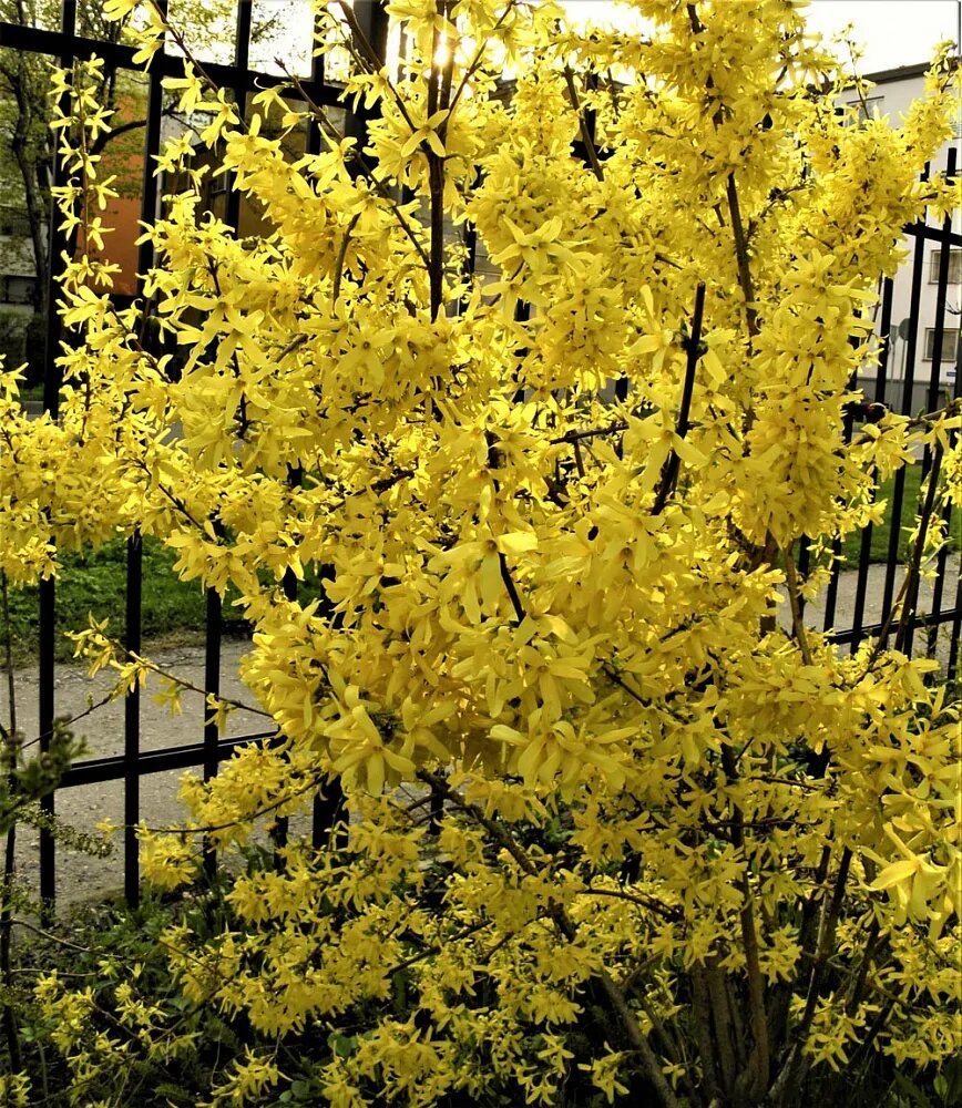 Сейчас она ещё не цветёт. Для Брянской области рановато.