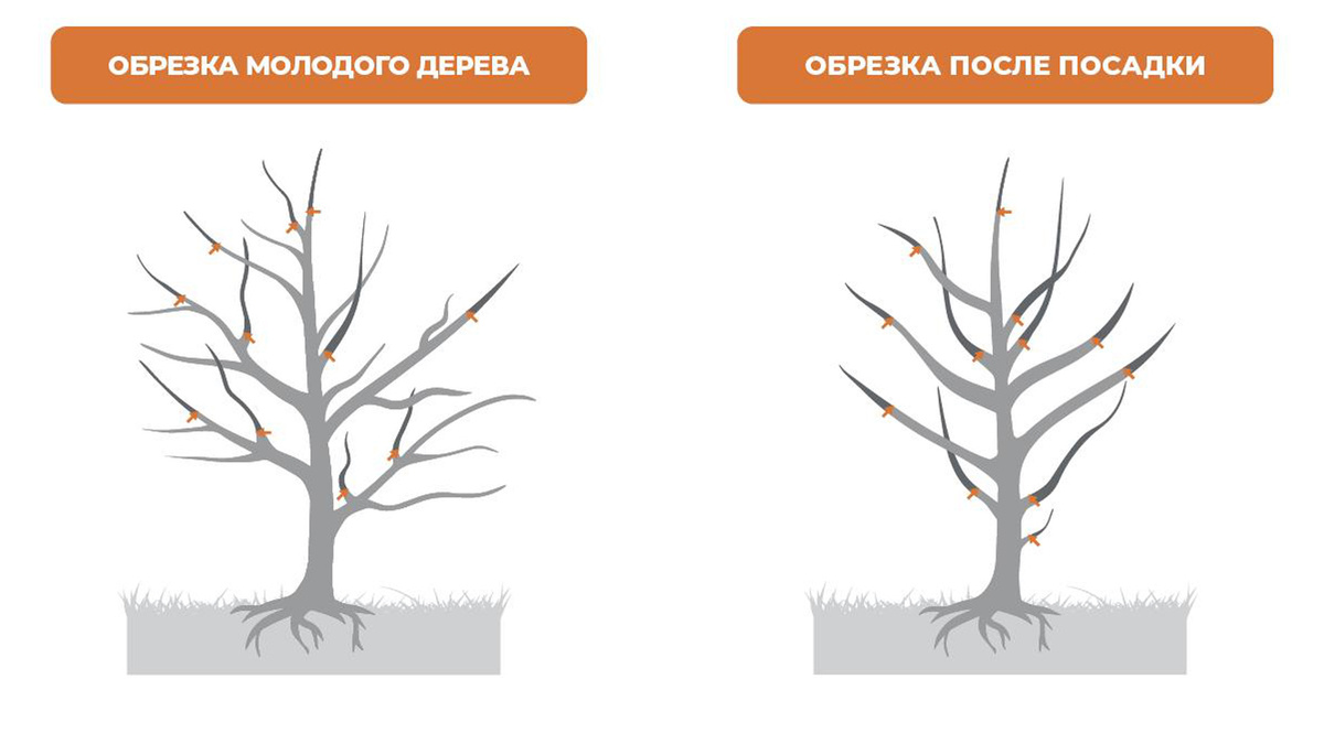 Варианты обрезки для создания красивой кроны и для формирования молодых растений