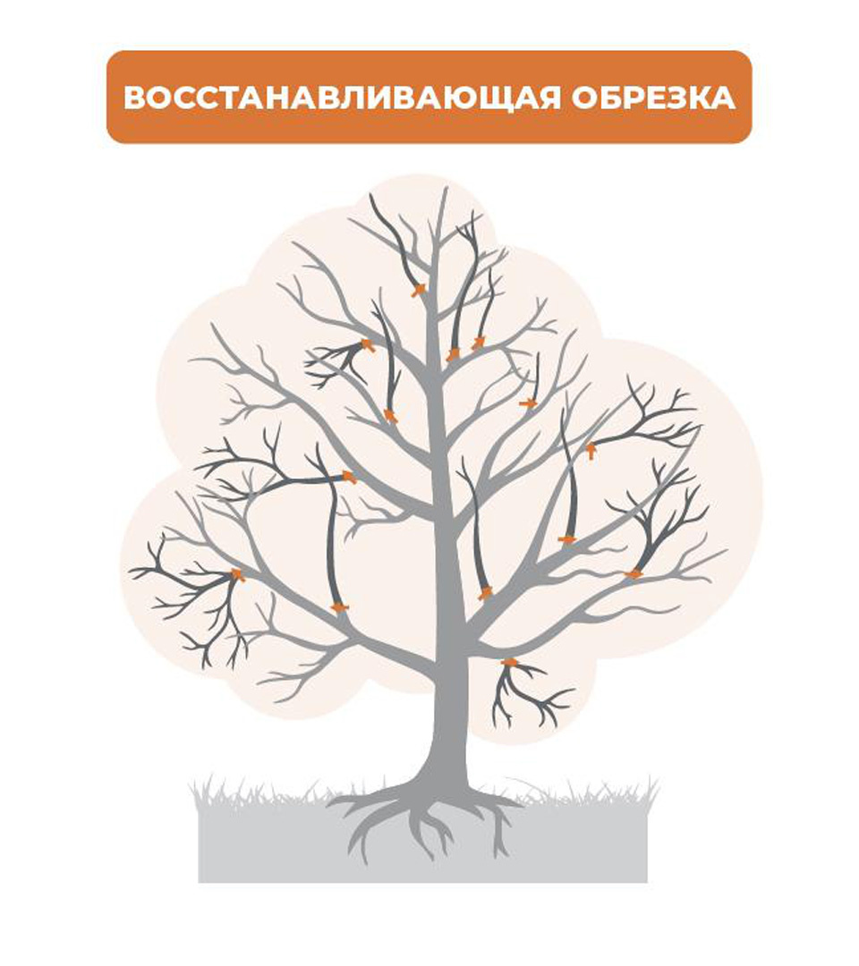 Санитарная обрезка это забота о здоровье растений